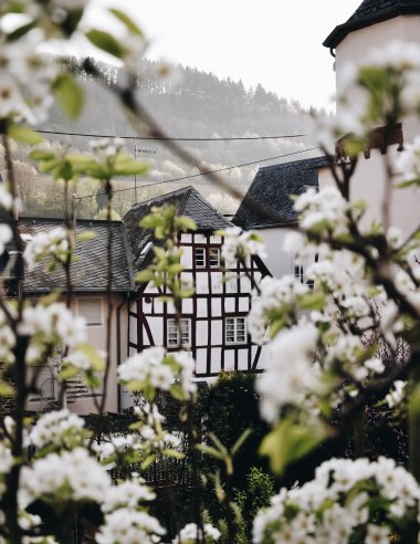 Merl im Frühling