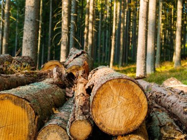 Bild von mehreren Holzstämmen im Wald
