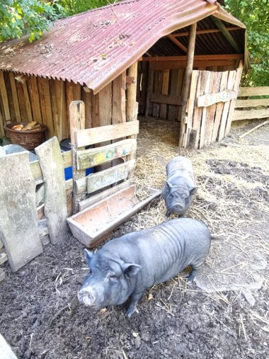 Schweine im Naturerlebnishof Vulkaneifel Zwei Schweine im freien Gehege im Naturerlebnishof Vulkaneifel