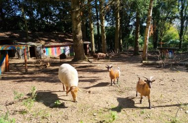 Schafe, Lämmer und Ziegen im Freigehege im Naturerlebnishof Vulkaneifel