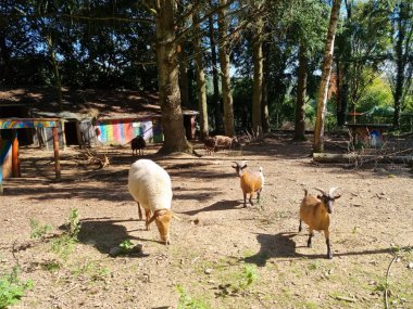 Schafe, Lämmer und Ziegen im Naturerlebnishof Vulkaneifel Schafe, Lämmer und Ziegen im Freigehege im Naturerlebnishof Vulkaneifel